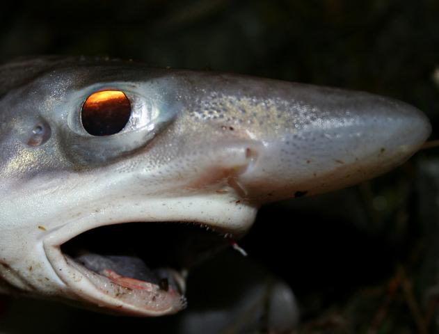 a shark with big eyes and a long nose